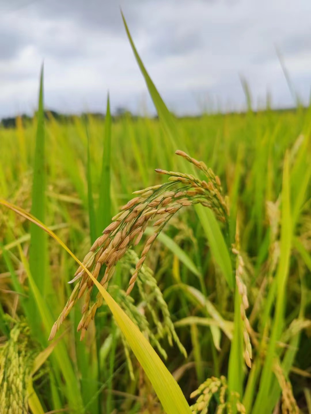 中国·太阳集团tyc86(股份有限公司)-Official website