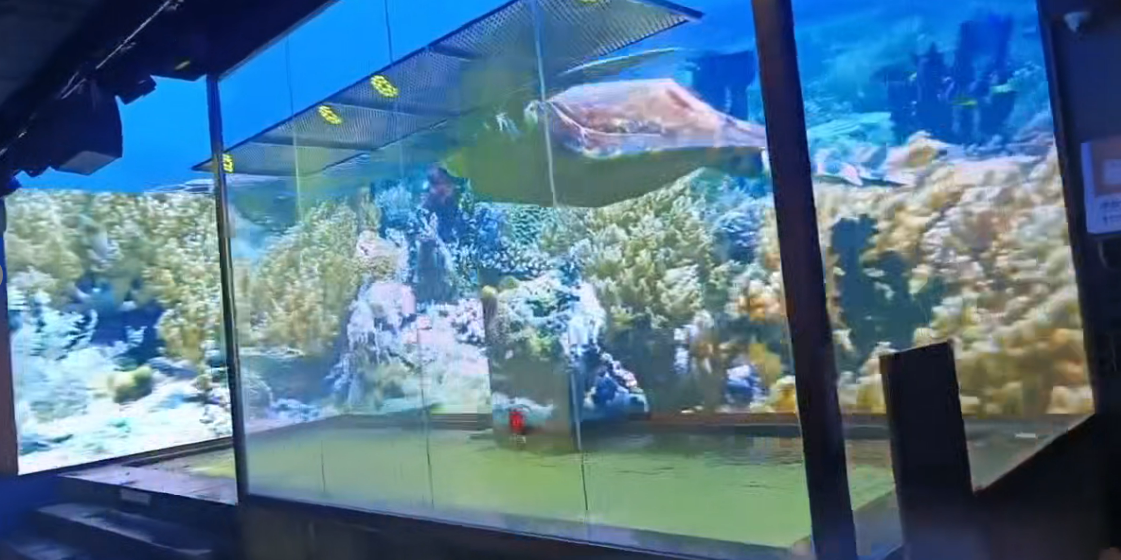 呼和浩特暴雨温泉互动沉浸式裸眼 3DLED 显示系统项目